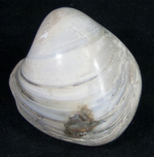 Polished Fossil Clam - Large Size #9537